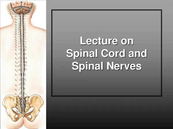 Lecture on  Spinal Cord and Spinal Nerves