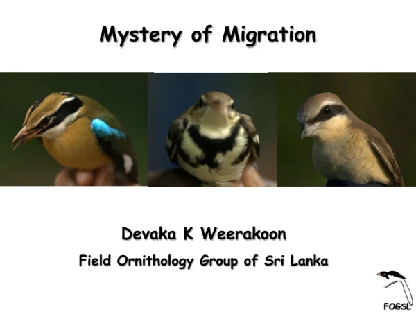 Mystery of Migration