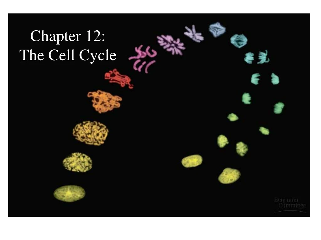 chapter 12 the cell cycle