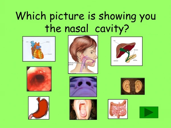 Which picture is showing you  the nasal  cavity?