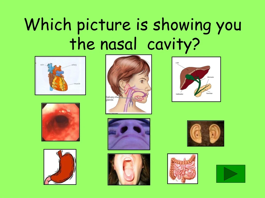 which picture is showing you the nasal cavity