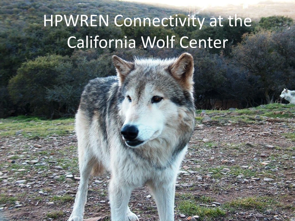 hpwren connectivity at the california wolf center
