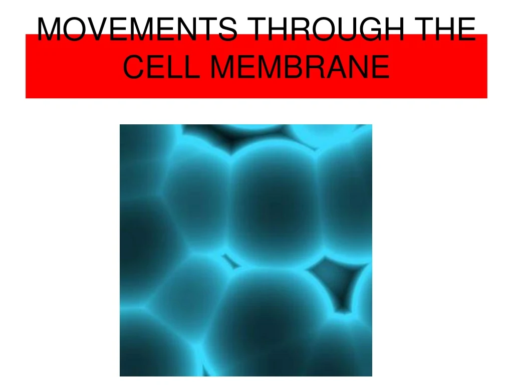 movements through the cell membrane