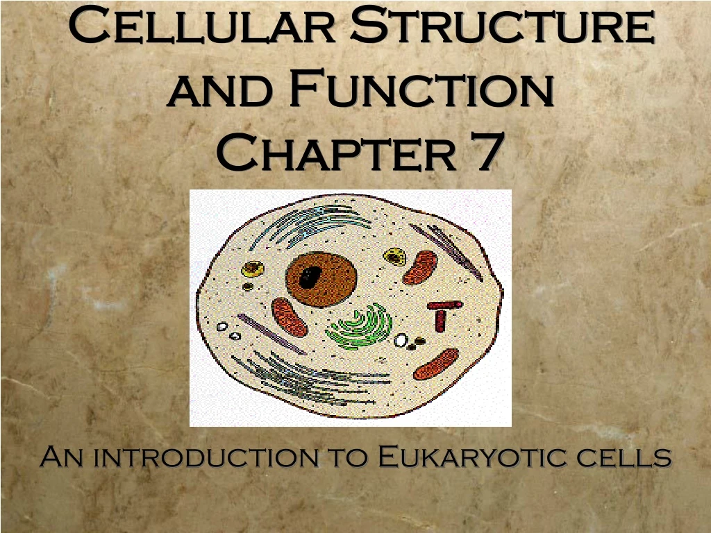 cellular structure and function chapter 7