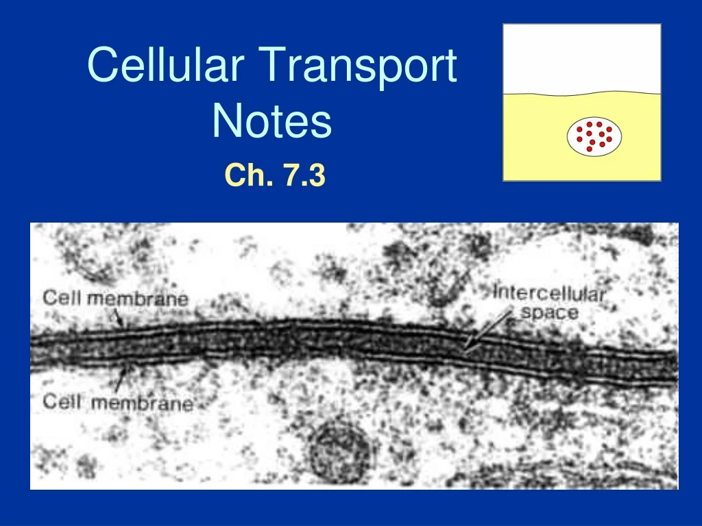 cellular transport notes