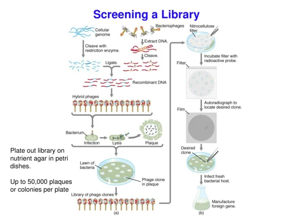 Screening a Library