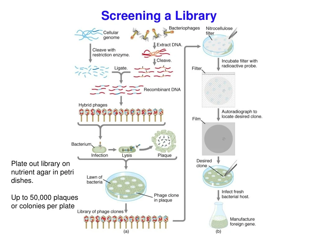 screening a library