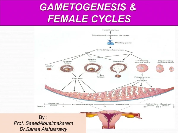 GAMETOGENESIS &amp;  FEMALE CYCLES