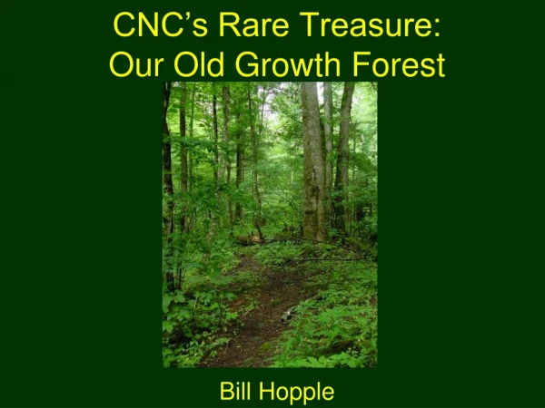 CNC’s Rare Treasure: Our Old Growth Forest