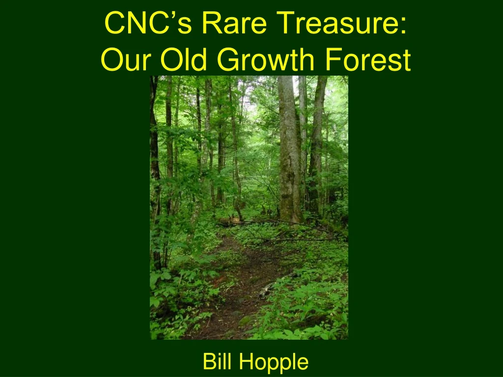 cnc s rare treasure our old growth forest