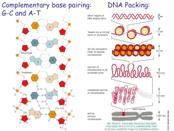 Complementary base pairing: G-C and A-T