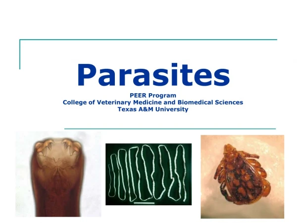 Parasites PEER Program College of Veterinary Medicine and Biomedical Sciences Texas A&amp;M University