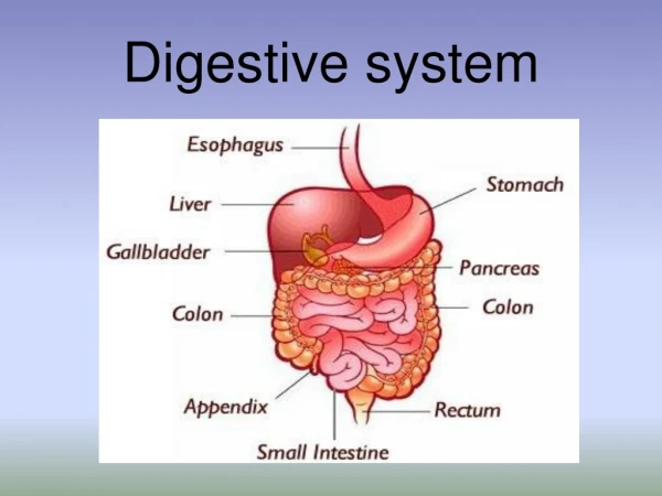 Digestive system