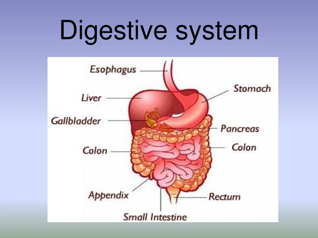 digestive system