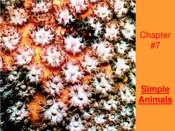 Chapter #7 Simple Animals