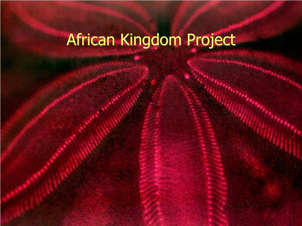 african kingdom project