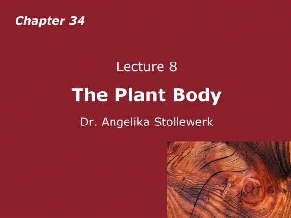 Lecture 8  The Plant Body Dr. Angelika Stollewerk