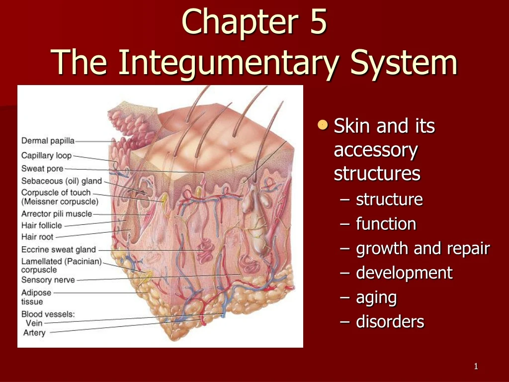 chapter 5 the integumentary system