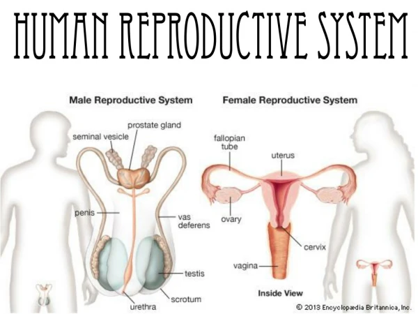Human Reproductive System