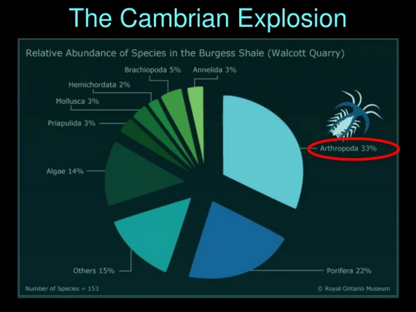 The Cambrian Explosion