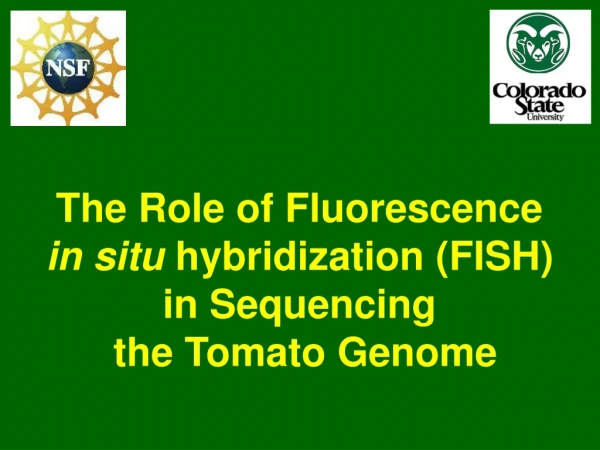 The Role of Fluorescence  in situ  hybridization (FISH)  in Sequencing  the Tomato Genome