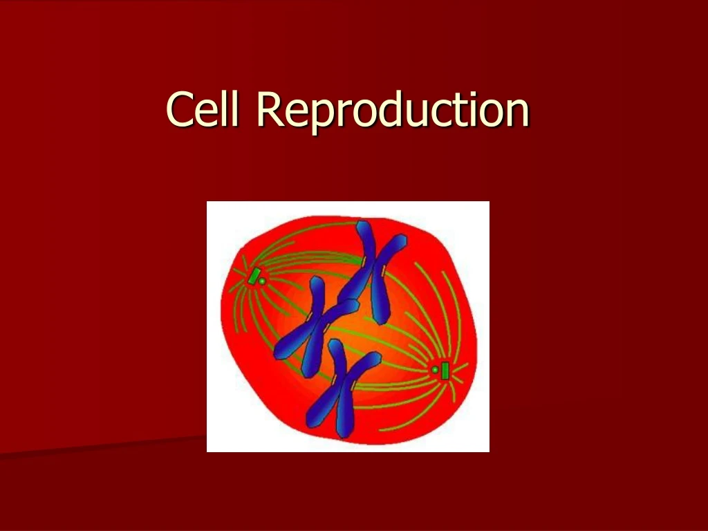 cell reproduction