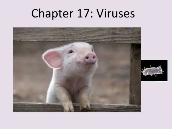 Chapter 17: Viruses