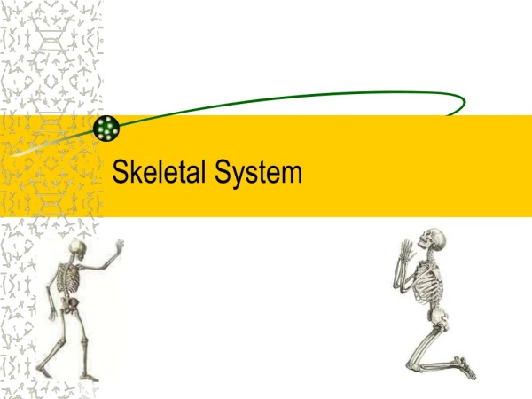 Skeletal System