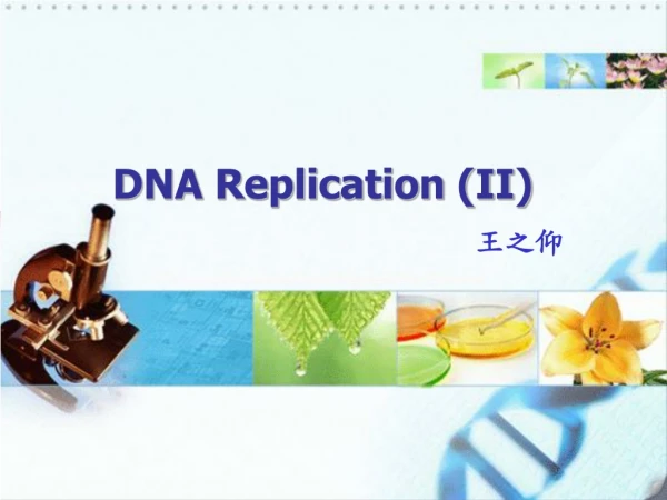 DNA Replication (II)