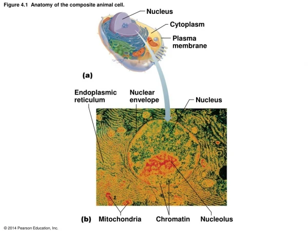 Figure 4.1  Anatomy of the composite animal cell.
