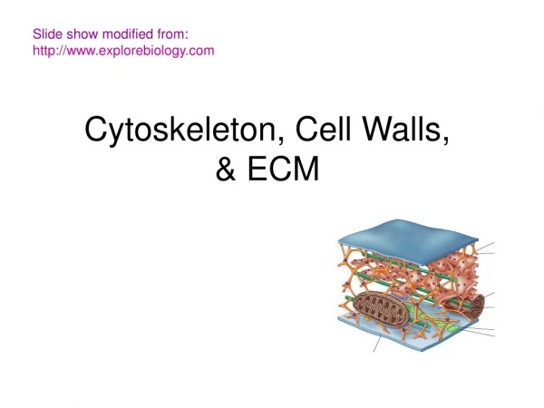 Cytoskeleton, Cell Walls,  &amp; ECM