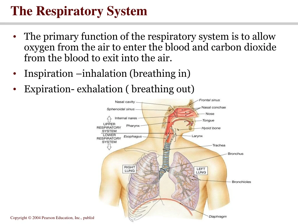 the respiratory system