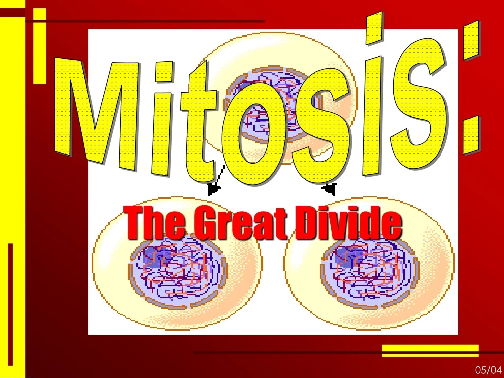 mitosis