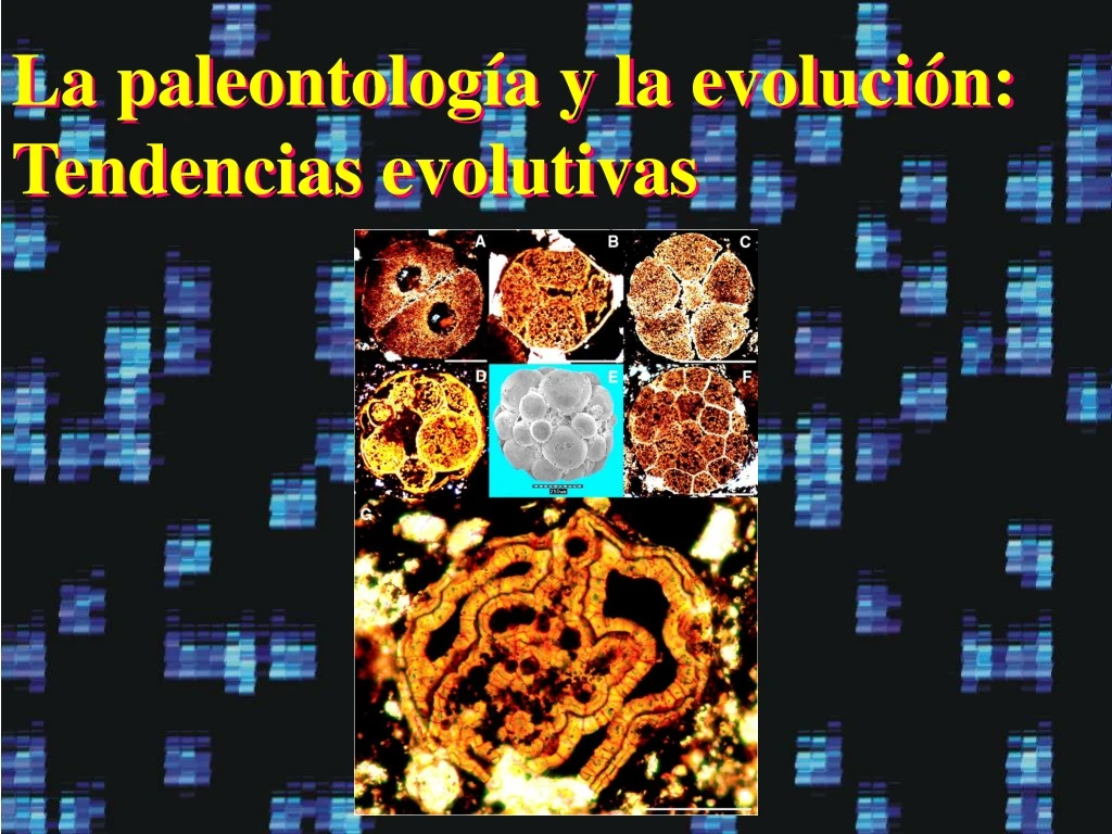 la paleontolog a y la evoluci n tendencias