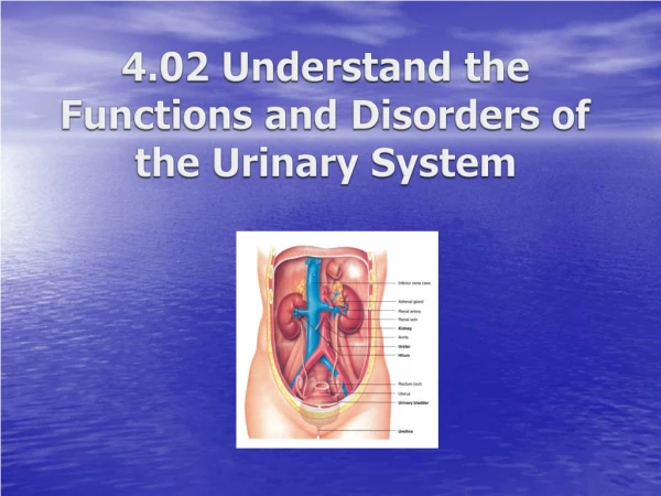 4.02 Understand the Functions and Disorders of the Urinary System