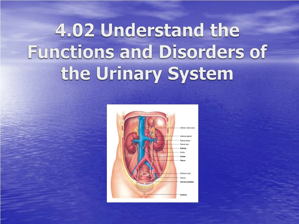 4 02 understand the functions and disorders of the urinary system