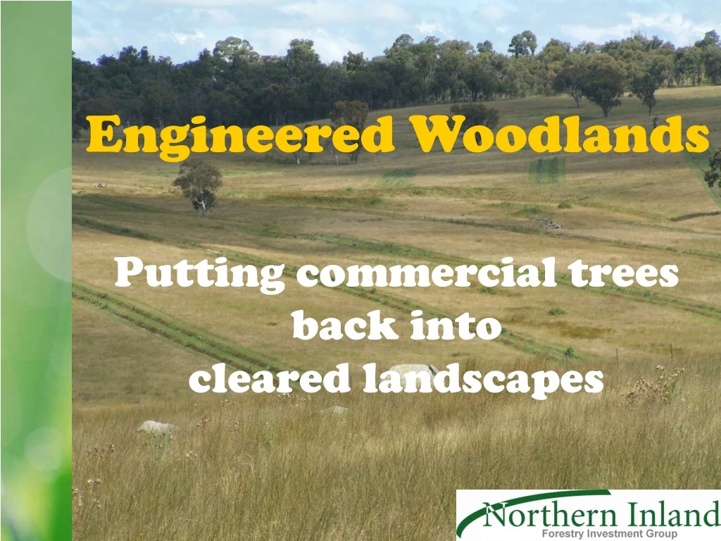 putting commercial trees back into cleared