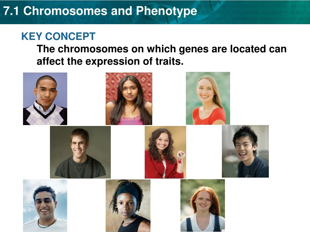 key concept the chromosomes on which genes