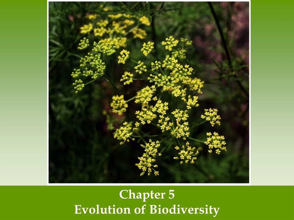 PPT - Chapter 5 Evolution Of Biodiversity PowerPoint Presentation, Free Download - ID:9247137