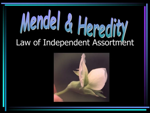 Law of Independent Assortment