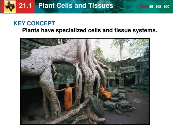 KEY CONCEPT Plants have specialized cells and tissue systems.