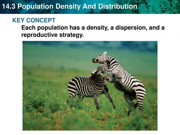 KEY CONCEPT  Each population has a density, a dispersion, and a reproductive strategy.