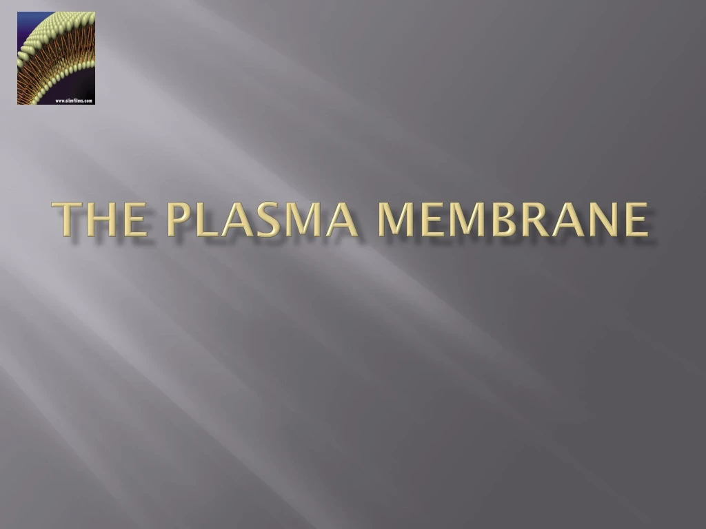 the plasma membrane