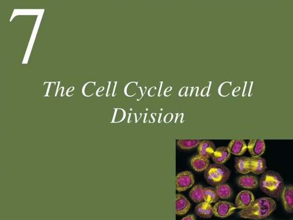 The Cell Cycle and Cell Division