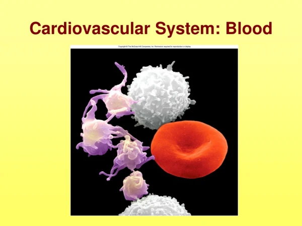 Cardiovascular System: Blood