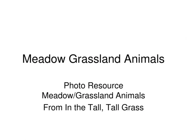 Meadow Grassland Animals
