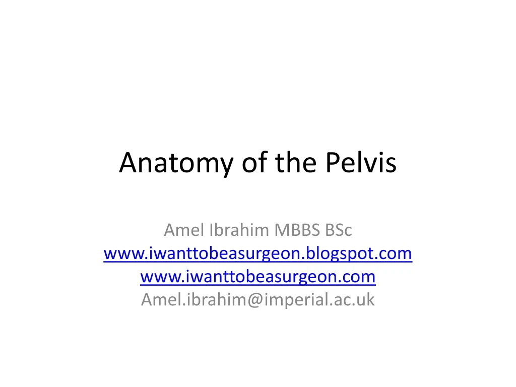 anatomy of the pelvis