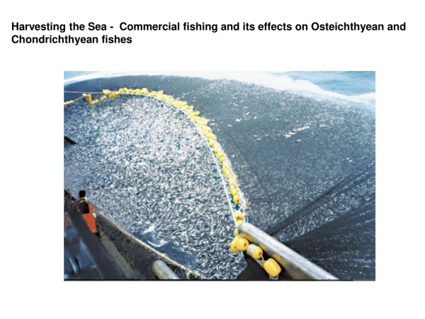 Harvesting the Sea -  Commercial fishing and its effects on Osteichthyean and