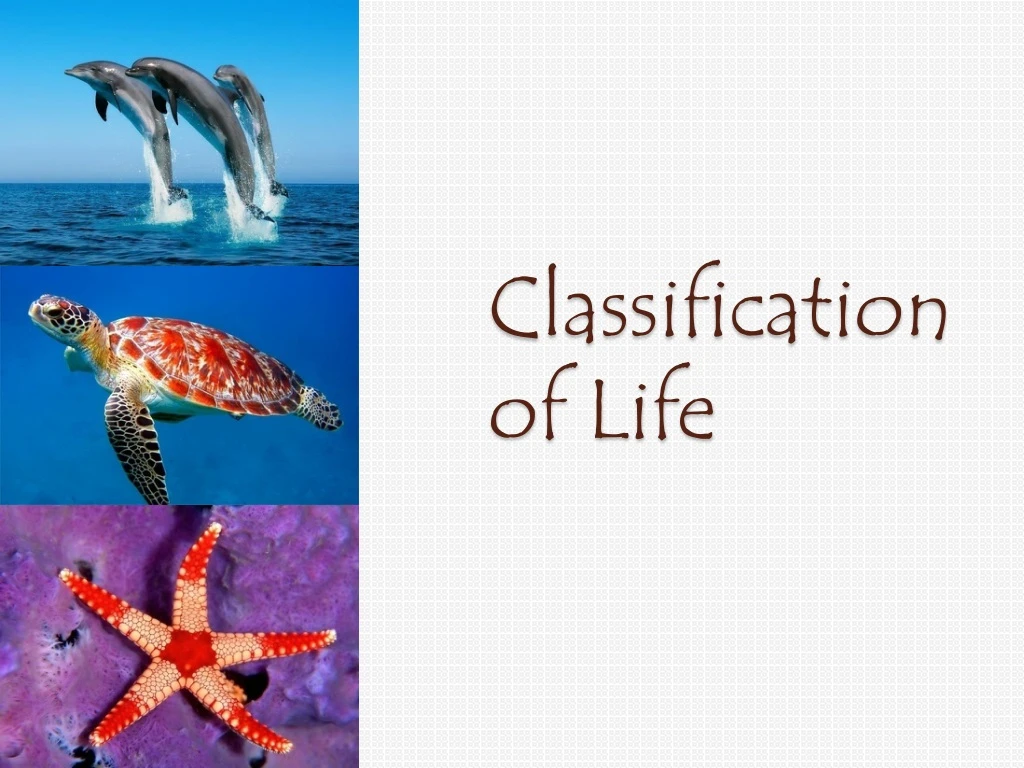 classification of life