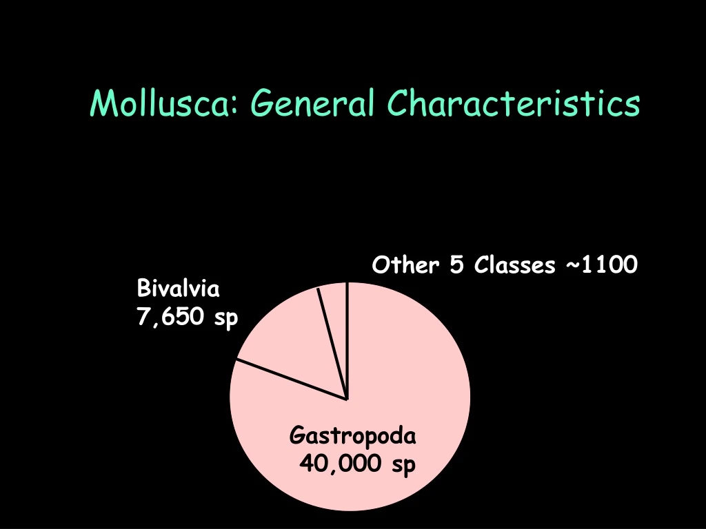 mollusca general characteristics